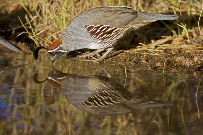 Framed Print : Gambel's Quail - drinking from temporary pool - Male - Replaces the California Quail in the desert and similar to that bird - On the western edge of the Mojave and Colorado deserts where ranges of California Framed Print : Gambel's Quail - drinking from temporary pool - Male - Replaces the California Quail in the desert and similar to that bird - On the western edge of the Mojave and Colorado deserts where ranges of California