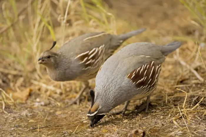 Framed Print : Gambel's Quail - Male and female - Drinking - Replaces the California Quail in the desert and similar to that bird - On the western edge of the Mojave and Colorado deserts where ranges of California