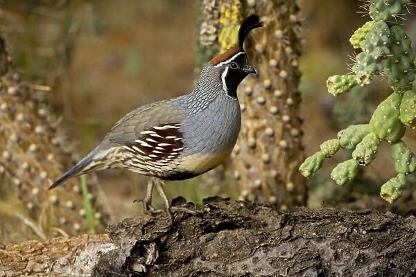 Gambel's Quail - Male - Replaces the California Quail in the desert and similar to that bird - On the western edge of the Mojave and Colorado deserts where ranges of California
