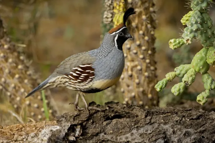 Framed Print : Gambel's Quail - Male - Replaces the California Quail in the desert and similar to that bird - On the western edge of the Mojave and Colorado deserts where ranges of California Framed Print : Gambel's Quail - Male - Replaces the California Quail in the desert and similar to that bird - On the western edge of the Mojave and Colorado deserts where ranges of California