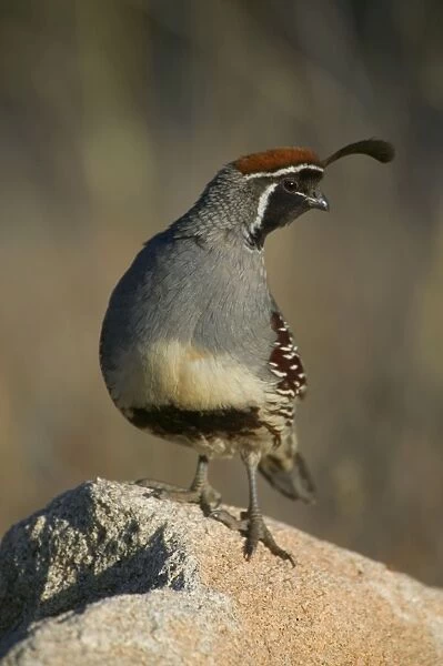 Gambel's Quail - Male-sonoran desert resident-common in desert scrublands and thickets usually near permanent water Arizona, USA E50T7738