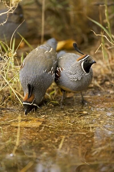 Gambel's Quail - Males - Drinking at pond - Replaces the California Quail in the desert and similar to that bird - On the western edge of the Mojave and Colorado deserts where ranges of California