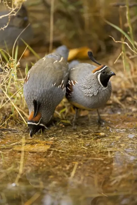 Framed Print : Gambel's Quail - Males - Drinking at pond - Replaces the California Quail in the desert and similar to that bird - On the western edge of the Mojave and Colorado deserts where ranges of California Framed Print : Gambel's Quail - Males - Drinking at pond - Replaces the California Quail in the desert and similar to that bird - On the western edge of the Mojave and Colorado deserts where ranges of California