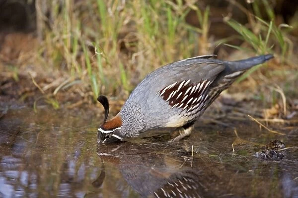 Gambel's Quail - Replaces the California Quail in the desert and similar to that bird - On the western edge of the Mojave and Colorado deserts where ranges of California
