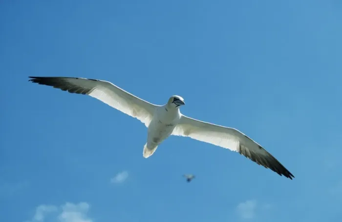 Framed Print : Gannet GET 2 In flight, Scotland Sula bassana © Geoff Trinder / ardea. com Framed Print : Gannet GET 2 In flight, Scotland Sula bassana © Geoff Trinder / ardea. com