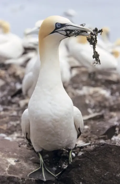 Framed Print : Gannet - Adult with nest material Framed Print : Gannet - Adult with nest material