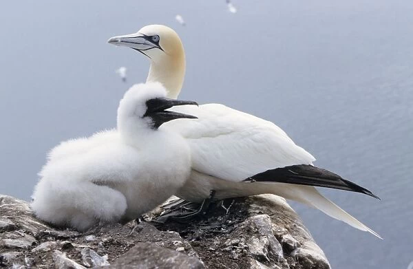 Gannet - Adult with young bird