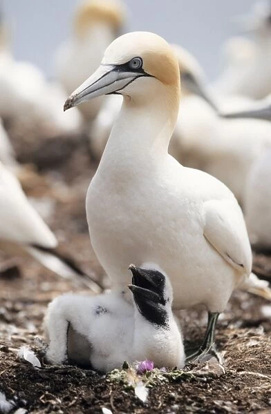 Gannet - Adult with young at nest