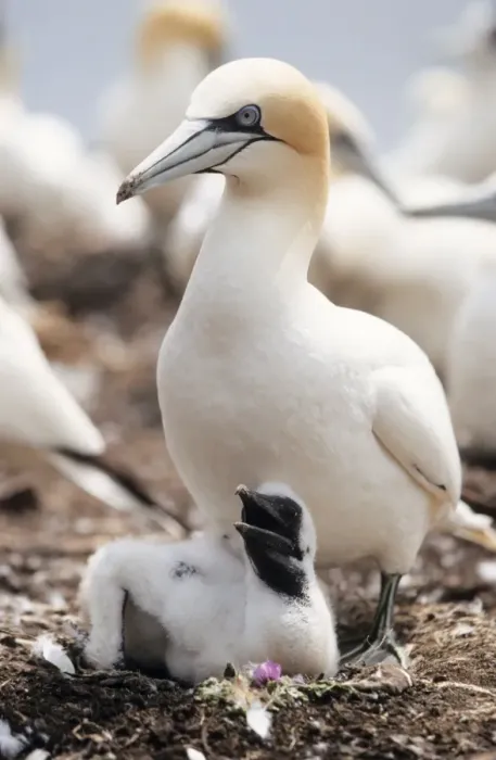 Framed Print : Gannet - Adult with young at nest Framed Print : Gannet - Adult with young at nest