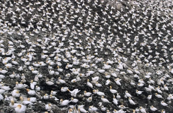 Framed Print : Gannet - breeding colony on Bas Rock. Scotland Framed Print : Gannet - breeding colony on Bas Rock. Scotland
