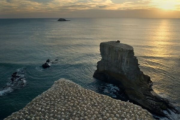 Gannet Colony breeding colony of the Australasian Gannet situated on top of steep cliffs at Muriwai beach at sunset Muriwai Regional Park, Auckland, North Island, New Zealand