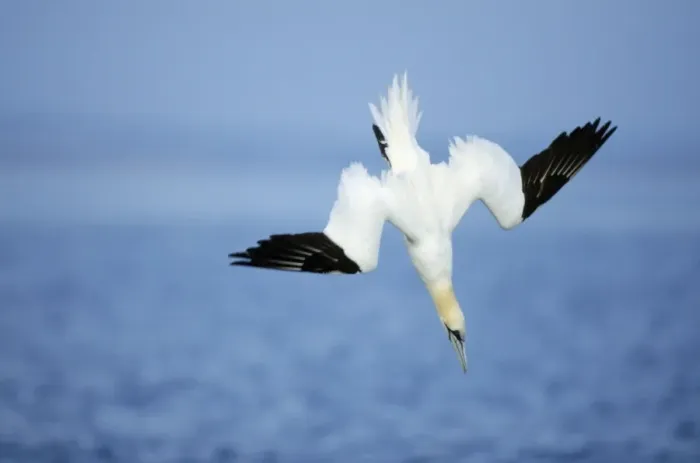 Framed Print : Gannet - diving for fish North Sea, UK BI002245 Framed Print : Gannet - diving for fish North Sea, UK BI002245
