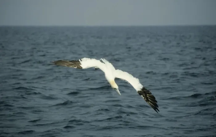 Framed Print : Gannet - diving for fish North Sea, UK BI004926 Framed Print : Gannet - diving for fish North Sea, UK BI004926
