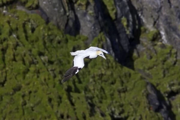 Gannet - In flight in front of cliffs Hermaness Nature Reserve, Unst, Shetland, UK BI010672