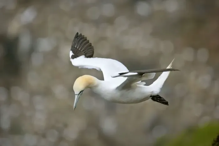 Framed Print : Gannet in flight departing from breeding colony Hermaness Nature Reserve, Unst, Shetland Isles, Scotland, UK Framed Print : Gannet in flight departing from breeding colony Hermaness Nature Reserve, Unst, Shetland Isles, Scotland, UK