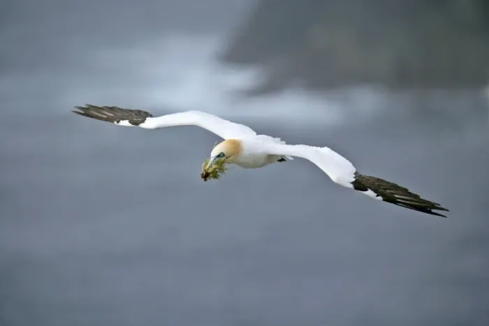 Framed Print : Gannet in flight with nesting material in beak Hermaness Nature Reserve, Unst, Shetland Isles, Scotland, UK Framed Print : Gannet in flight with nesting material in beak Hermaness Nature Reserve, Unst, Shetland Isles, Scotland, UK