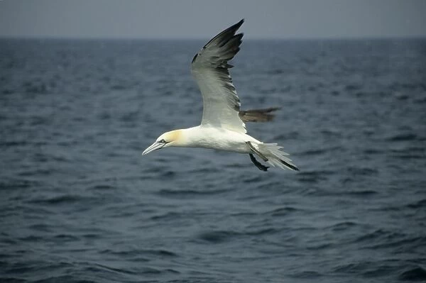 Gannet - in flight over Sea North Sea, UK BI004940