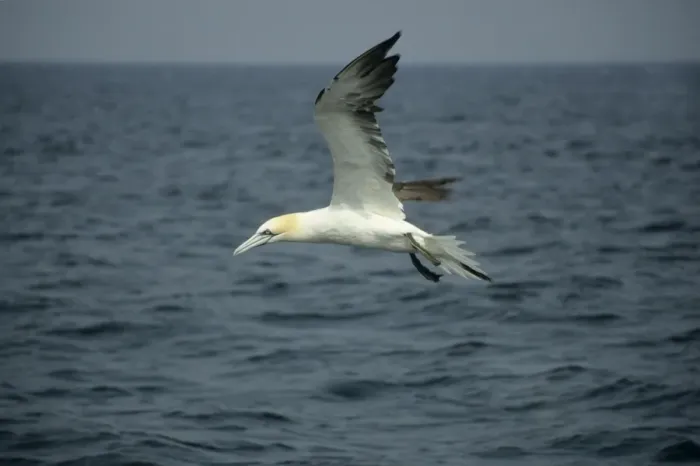 Framed Print : Gannet - in flight over Sea North Sea, UK BI004940 Framed Print : Gannet - in flight over Sea North Sea, UK BI004940