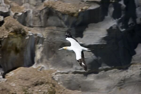 Gannet - n flight. Muriwai gannet colony off west coast near Auckland North Island New Zealand. Established around 1900 the gannets replace an earlier nesting site for white terms