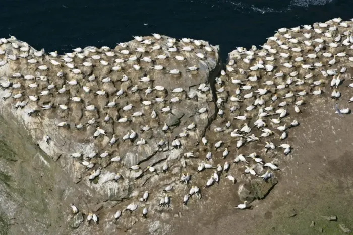 Framed Print : Gannetry breeding Gannets on exposed rock seen from above Hermaness Nature Reserve, Unst, Shetland Isles, Scotland, UK Framed Print : Gannetry breeding Gannets on exposed rock seen from above Hermaness Nature Reserve, Unst, Shetland Isles, Scotland, UK