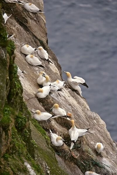 Gannetry jagged rocks and cliffs with breeding Gannets Hermaness Nature Reserve, Unst, Shetland Isles, Scotland, UK