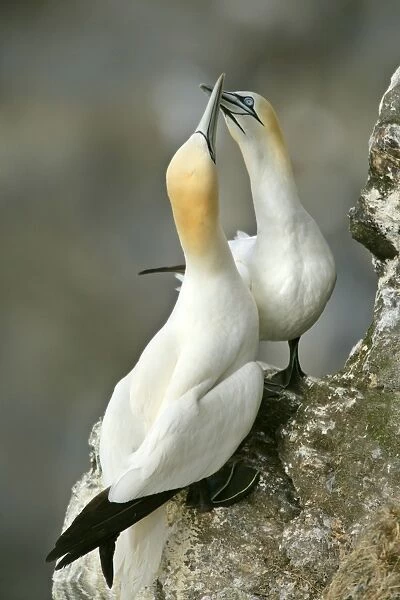 Gannets billing male and female greeting each other by touching their bills together Hermaness Nature Reserve, Unst, Shetland Isles, Scotland, UK