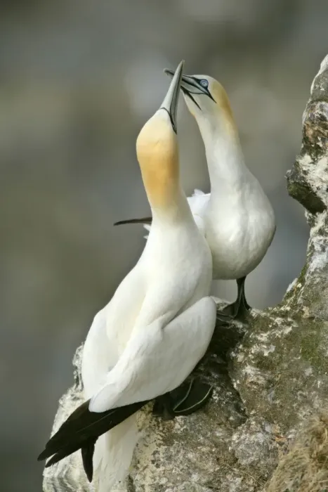Framed Print : Gannets billing male and female greeting each other by touching their bills together Hermaness Nature Reserve, Unst, Shetland Isles, Scotland, UK Framed Print : Gannets billing male and female greeting each other by touching their bills together Hermaness Nature Reserve, Unst, Shetland Isles, Scotland, UK