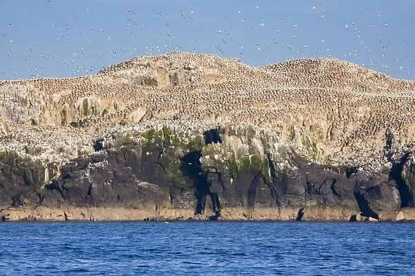 Gannets - in flight and on rocks - Grassholm, Wales, UK
