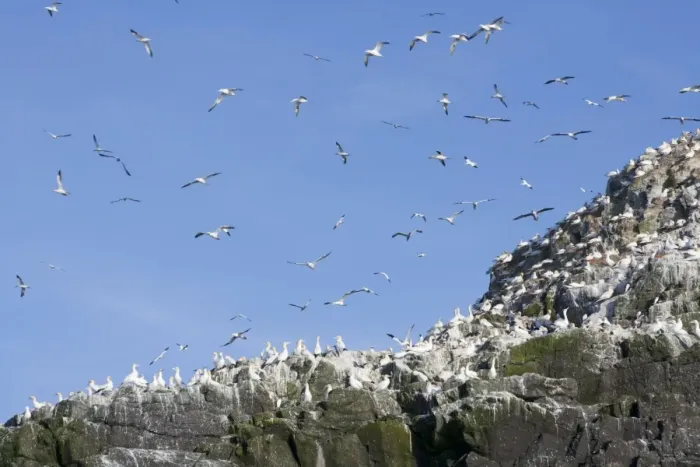 Framed Print : Gannets - in flight and on rocks - Grassholm, Wales, UK Framed Print : Gannets - in flight and on rocks - Grassholm, Wales, UK