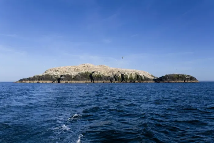 Framed Print : Gannets - in flight and on rocks - Grassholm, Wales, UK Framed Print : Gannets - in flight and on rocks - Grassholm, Wales, UK