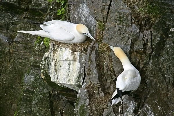 Gannets two Gannets bickering at each other in order to defend their nests Hermaness Nature Reserve, Unst, Shetland Isles, Scotland, UK