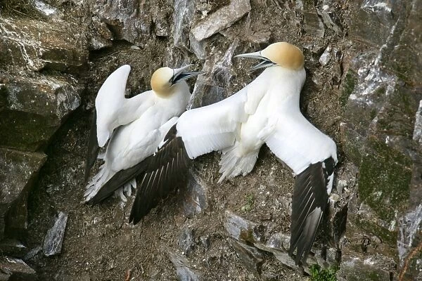 Gannets two Gannets bickering at each other in order to defend their territory Hermaness Nature Reserve, Unst, Shetland Isles, Scotland, UK