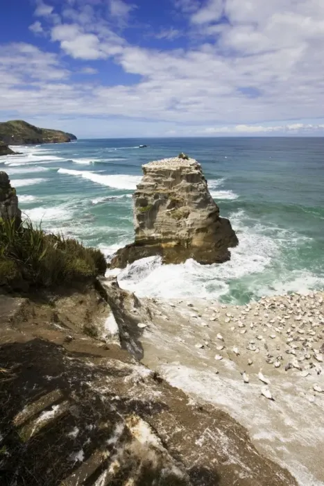 Framed Print : Gannets - nesting rock at Muriwai gannet colony off west coast near Auckland. North Island - New Zealand. Established around 1900 the gannets replace an earlier nesting site for white terms Framed Print : Gannets - nesting rock at Muriwai gannet colony off west coast near Auckland. North Island - New Zealand. Established around 1900 the gannets replace an earlier nesting site for white terms