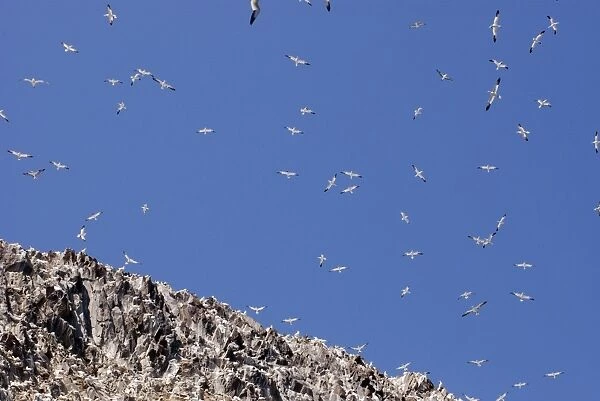 Gannets soaring over Bass Rock