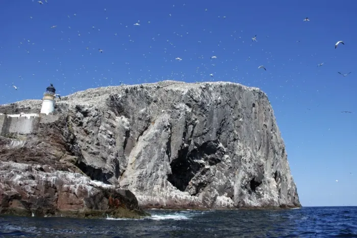 Framed Print : Gannets soaring over Bass Rock Framed Print : Gannets soaring over Bass Rock