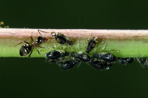 Garden Ants - milking aphids Europe