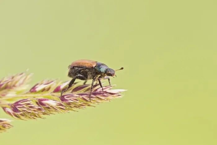Framed Print : Garden Chafer - on grass - Bedfordshire UK 13014 Framed Print : Garden Chafer - on grass - Bedfordshire UK 13014