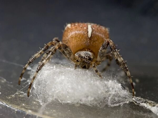 Garden Cross Spider - female preparing support for egg sac. UK