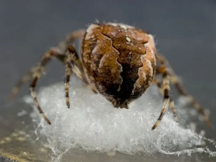 Framed Print : Garden Cross Spider - female preparing support for egg sac. UK Framed Print : Garden Cross Spider - female preparing support for egg sac. UK