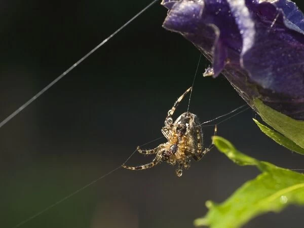 Garden Cross Spider. On web. UK