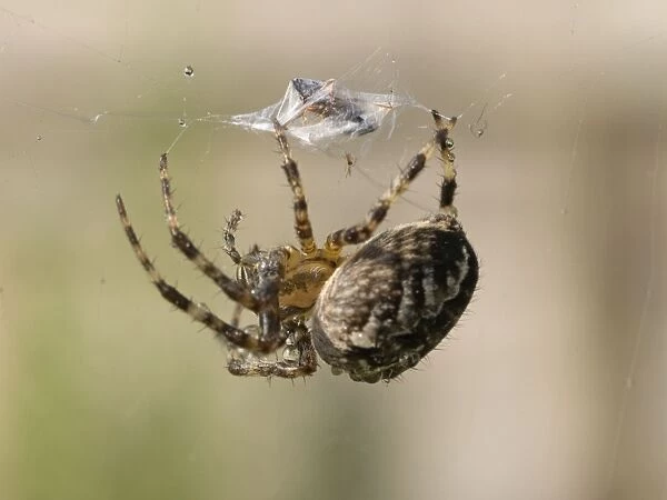 Garden Cross Spider - on web wrapping prey - UK