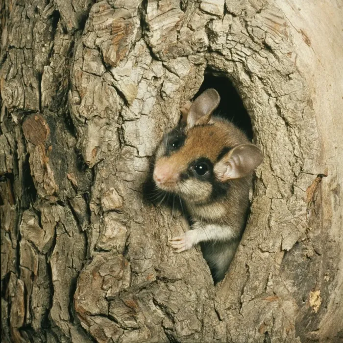 Framed Print : Garden Doormouse WC 86 Eliomys quercinus © Werner Curth  /  ARDEA LONDON