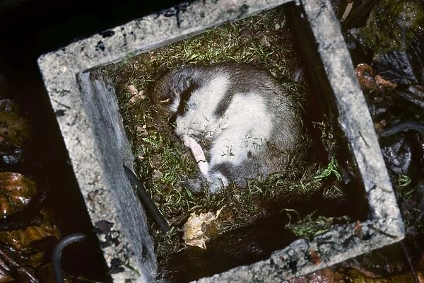 Garden Dormouse - in nest box