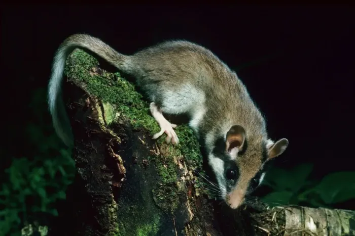 Framed Print : Garden Dormouse at night in garden Framed Print : Garden Dormouse at night in garden
