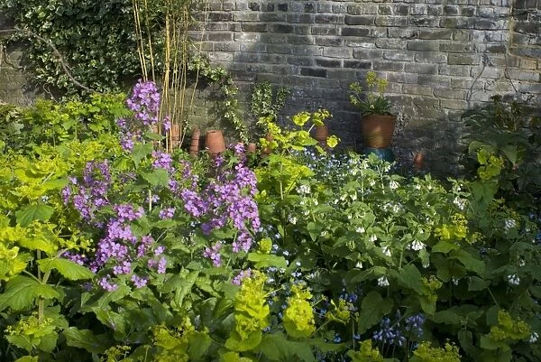 Garden Flowers - With Honesty - Spring - UK