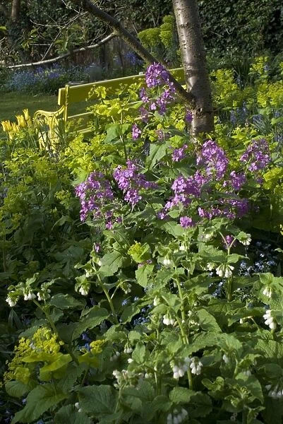 Garden Flowers - With Honesty - Spring - UK