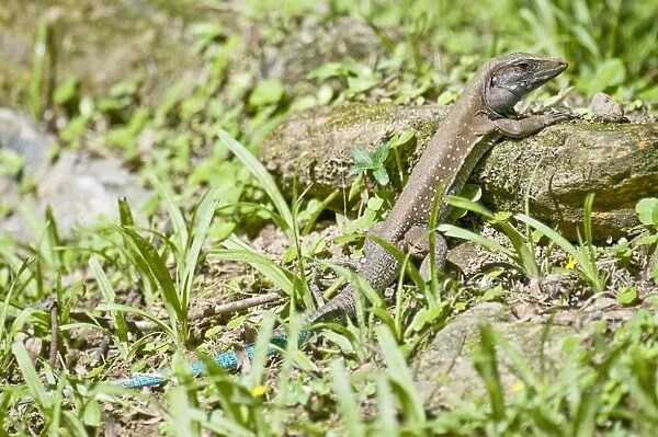Garden Lizard - sun bathing - Asa Wright Centre - Trinidad
