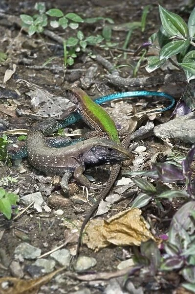 Garden Lizards - pair courting - Asa Wright Centre - Trinidad