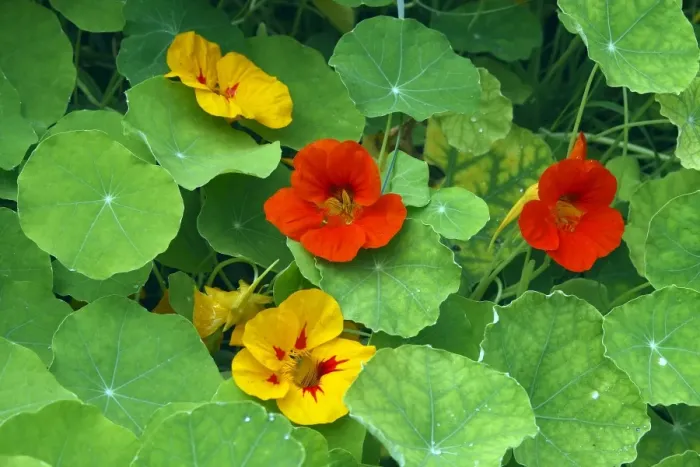Framed Print : Garden Nasturtium. Is rich in Vitamin C & has antiseptic & stimluating propeties Framed Print : Garden Nasturtium. Is rich in Vitamin C & has antiseptic & stimluating propeties
