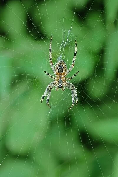 Garden Orb Web  /  Garden Cross Spider - UK